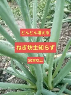2026年最新】坊主知らずネギ苗の人気アイテム - メルカリ