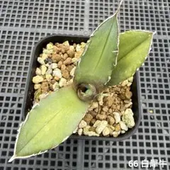 2083アガベ チタノタ 大白鯊 強白棘 極上子株 2株セット - メルカリ