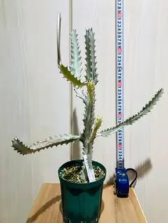 【多肉植物】ユーフォルビア・ホワイトゴースト（4号深型スリット鉢付き）のサムネイル