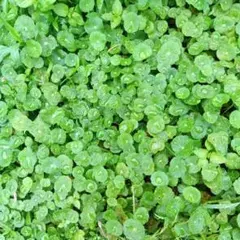 天然 クレソン 苗 10株 抜き苗 山菜 山野草 薬草 無農薬・無化学肥料