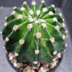 サボテン 武倫柱 耐寒性あり 柱サボテン アガベ 多肉植物 地植えドライ
