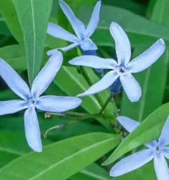 ♥♥50粒✨️丁字草 の種☘️山野草　宿根草　茶花　水色　準絶滅危惧種☘️