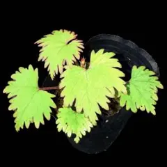 原種ベゴニア リアリィ　Begonia lyallii