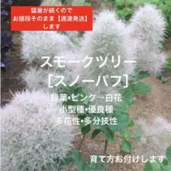 スモークツリー グリーンファー 6号寸 80cm程度 - メルカリ