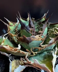 2025年最新】牛魔王 アガベの人気アイテム - メルカリ