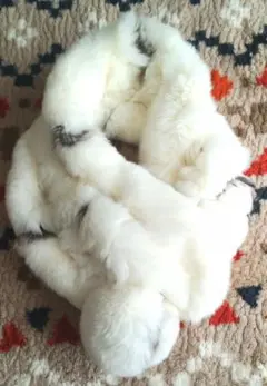 ホワイトファー マフラー