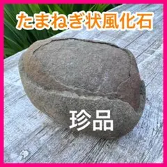 t*4様 C 珍品 古神道 丸石神 原石 宗教研究家さん整理品 神社丸石 1.5