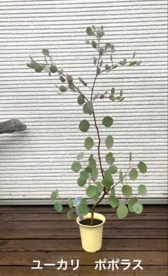 再販 ユーカリ ポポラス ホワイトテラコッタ鉢植え 苗 ユーカリ