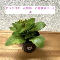 真っ黒くー様 リクエスト 2点 まとめ商品