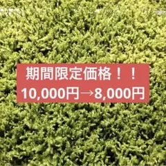 天然ハイゴケ　無農薬 大容量 約40×30cm テラリウム 苔 天然ハイゴケ 無農薬 大容量 約40×30cm テラリウム 苔 10枚 - メルカリ