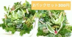 【送料無料】訳あり2パックセット　多肉植物　カット苗　セダム　詰め合わせ