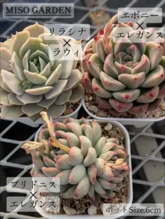 【交配苗】エケベリアセット　3種　多肉植物