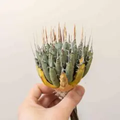 2026年最新】エボリスピナ陽炎の人気アイテム - メルカリ