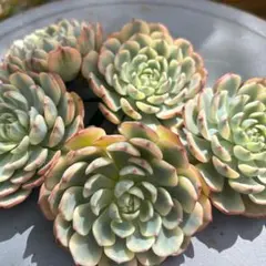 ま*こ様 姫蓮錦C240-C5003-8×35株 抜き苗 多肉植物 エケベリア ま*こ様 姫蓮錦C240-C5003-8×35株 抜き苗 多肉