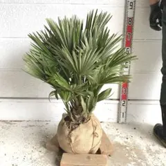 チャメロップス 改めてチャメロップスについて | Hawaiian Plant Notes