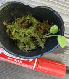 ビッタリフォリウム　実生小苗　原種系アンスリウム　レア植物のサムネイル