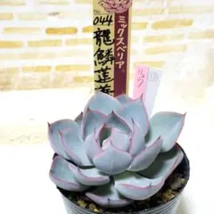 2026年最新】龍鱗蓮華の人気アイテム - メルカリ