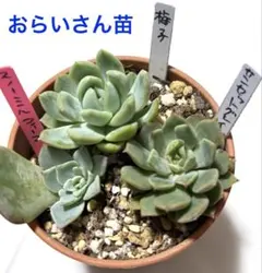 おらいさん苗 ちょこん、祭囃子、スノーミルフィーユ、サンセット