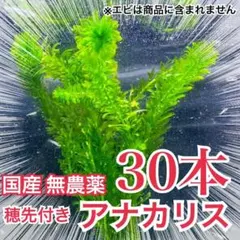 20本】穂先付き国産アナカリス（オオカナダモ）水草産卵藻金魚草金魚藻