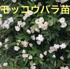 さ*こ様 モッコウバラ苗