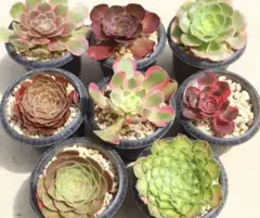 アエオニウム 小苗8種類セット⭐️お買い得 - メルカリ