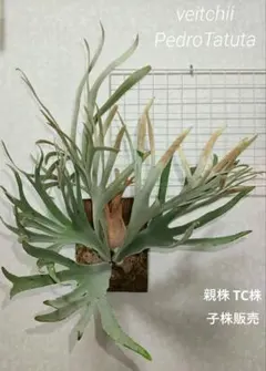 P.Pedro oc pup ラスト 2026年最新】pedro tatsutaの人気アイテム - メルカリ