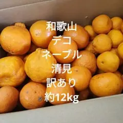 和歌山　デコポン　ネーブル　清見　訳あり　約12kgのサムネイル