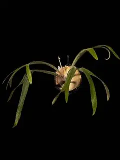 P .ベイチーハイシールド ビカクシダ コウモリラン 中株 観葉植物 シダ