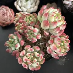 いっちー様 リクエスト 2点 まとめ商品