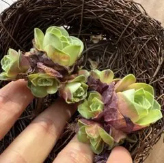 m*a様 グリーノビア　血櫻　2株　アエオニウム　多肉植物