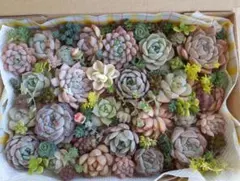 5 箱いっぱい　カット苗セット　多肉植物　寄せ植えセット