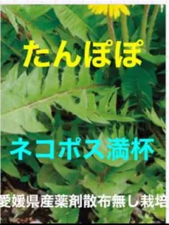 Item thumbnail for item f9096232-3096-42d3-a5e7-fc405922d579