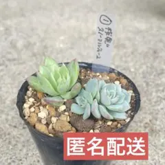 【札付き・四種速達黒ポットごと】桜鬼 抜き苗 おらいさん 多肉植物 札付き・四種速達黒ポットごと】桜鬼 抜き苗 おらいさん 多肉植物 札