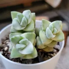 多肉植物 サンカルロス×ラウイ 抜き苗 ぜんぶ！ 二代目大和高原の多