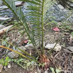 蘇轍 ソテツ 苗 1株 発根あり - メルカリ