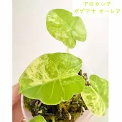 斑入り アロカシア ガゲアナ オーレア | 6164 - メルカリ