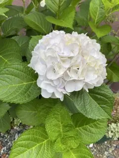 2025年最新】紫陽花 苗の人気アイテム - メルカリ