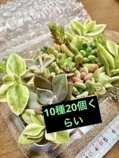 10種20個くらい、多肉植物寄せ植えセット【イ】