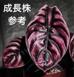 2026年最新】アロカシア クプレアの人気アイテム - メルカリ