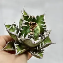 チタノタ　スーパーチタノタ　レア チタノタ スーパーチタノタ レア