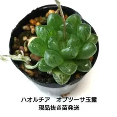 300円スタート】オバティフォリア オルカ 鉢ごとメルカリ便 - メルカリ