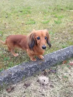 Ｙ．aco様確認用