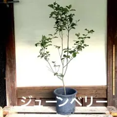 つるバラ大苗 スイートドリーム 四季咲き 蕾沢山 - メルカリ