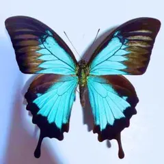 2026年最新】蝶の人気アイテム - メルカリ