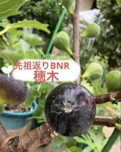 BNRレインボーストライプ イチジク 挿し木苗　実付き BNR レインボーストライプ 穂木 イチジク - メルカリ