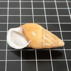 貝殻標本 小さな貝殻 ヤドカリのお宿 置物