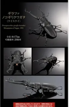 90mm ギラファノコギリクワガタ 開翅標本 - メルカリ