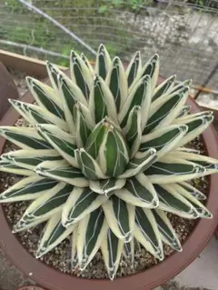 A335 特選 アガベ チタノタ 多肉植物 丸叶氷山 極上25株同梱 A335 特選 アガベ チタノタ 多肉植物 丸叶氷山 極上25株同梱 2025年