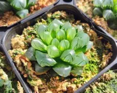 チョビ様 リクエスト 2点 まとめ商品