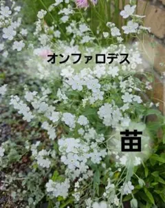 ♡*Tommy *♡様 リクエスト 2点 まとめ商品